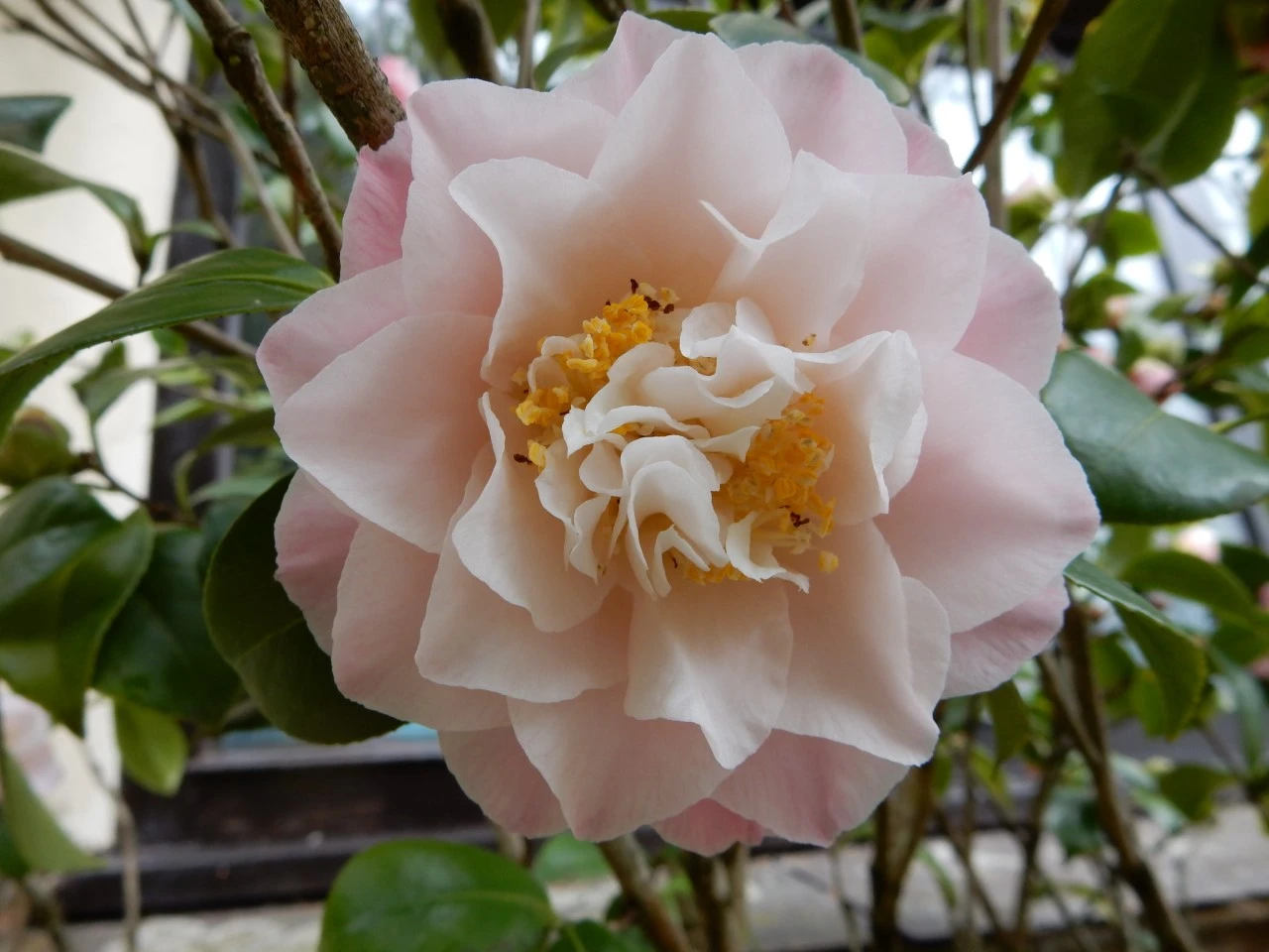 C. japonica 'Nuccio's Jewel' AGM